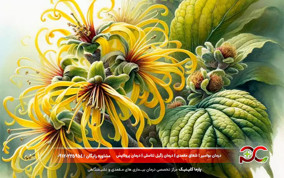 فندق جادوگر برای هموروئید