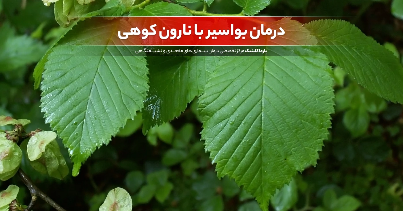 درمان بواسیر با نارون کوهی