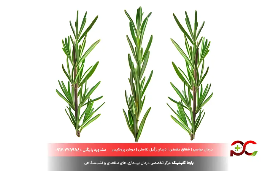 چای رزماری