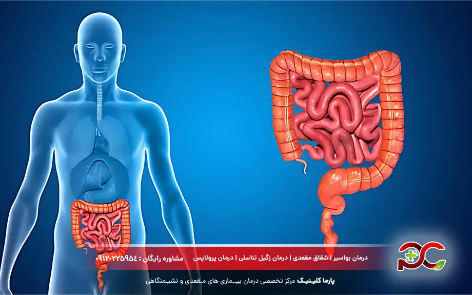 راست روده یا رکتوم چیست؟