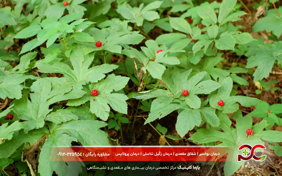 گل مهر طلا