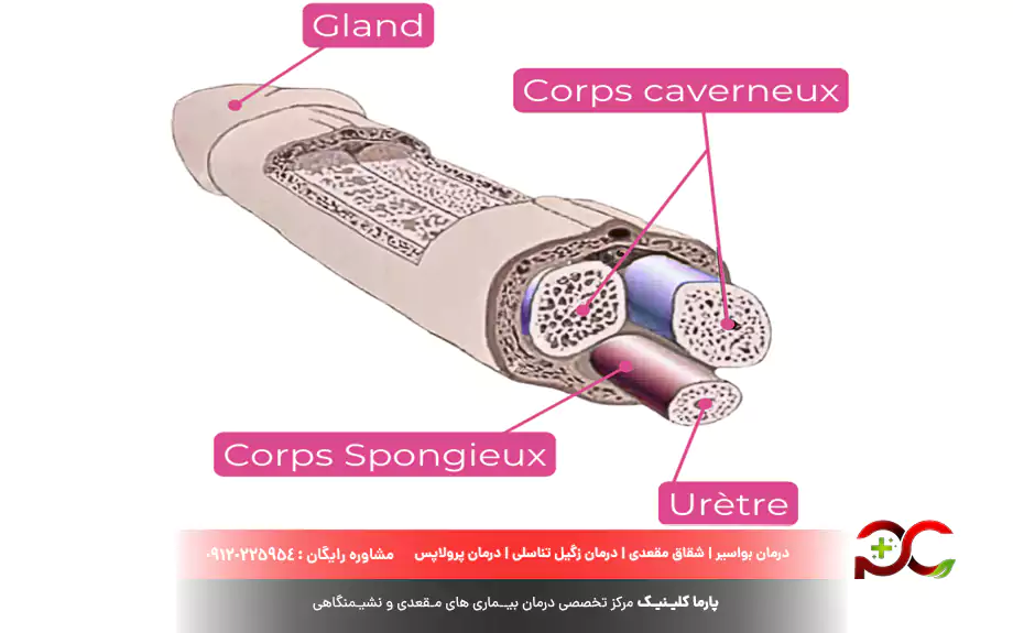 ساختار آلت تناسلی مردانه