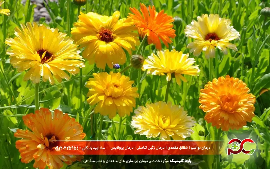 پماد کالاندولا برای چیست؟