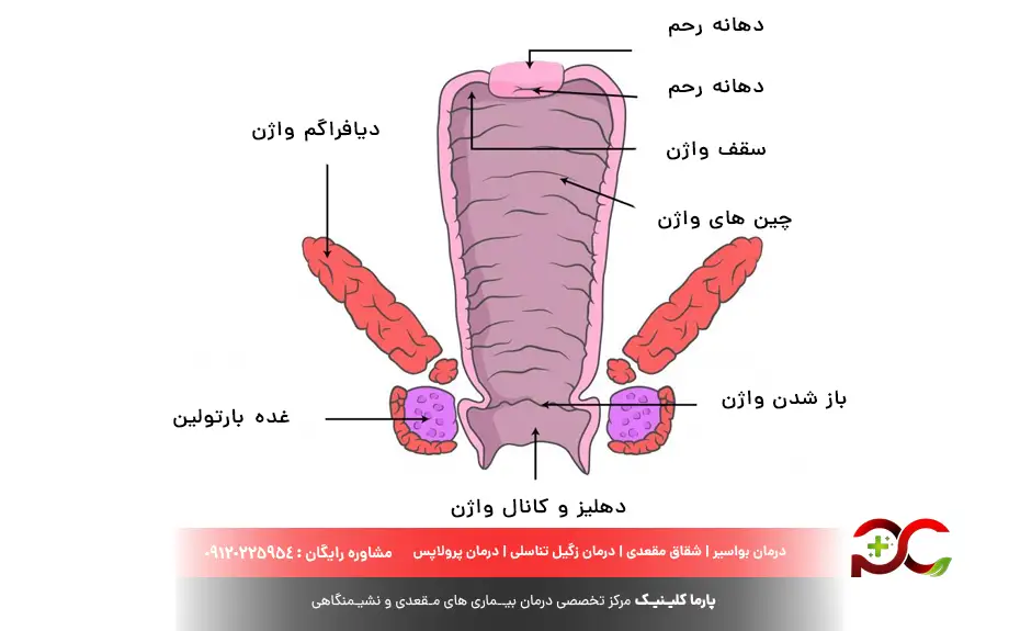 کیست بارتولن چیست