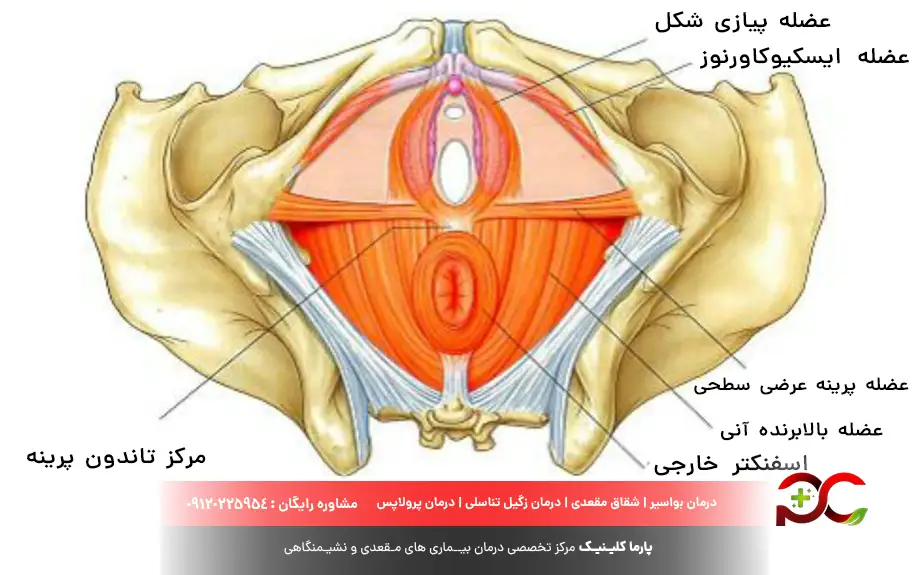 انواع ماهیچه اسفنکتر 