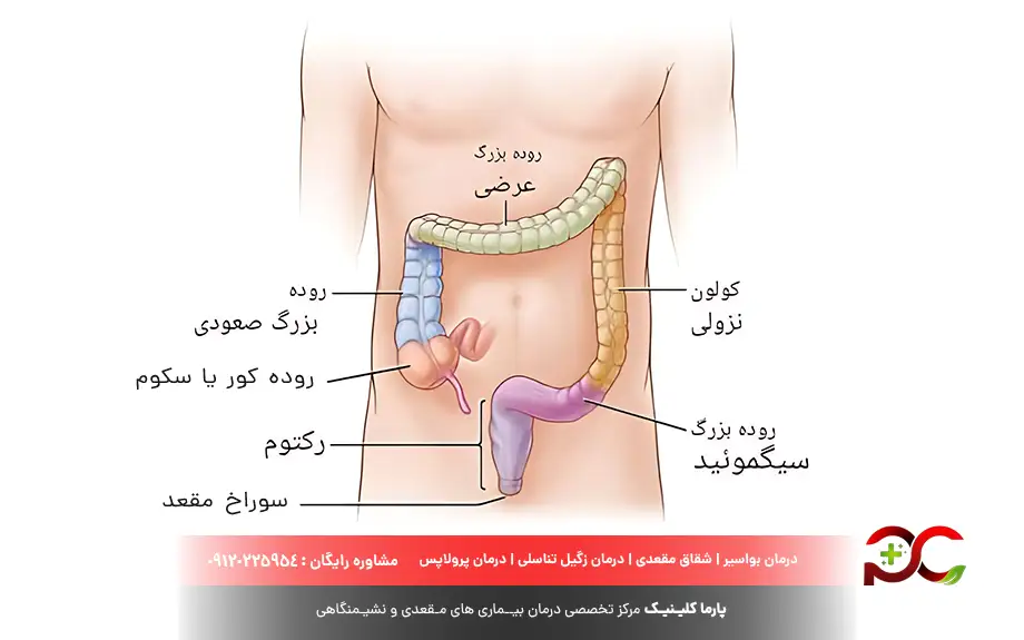 سیگموئید کجاست؟