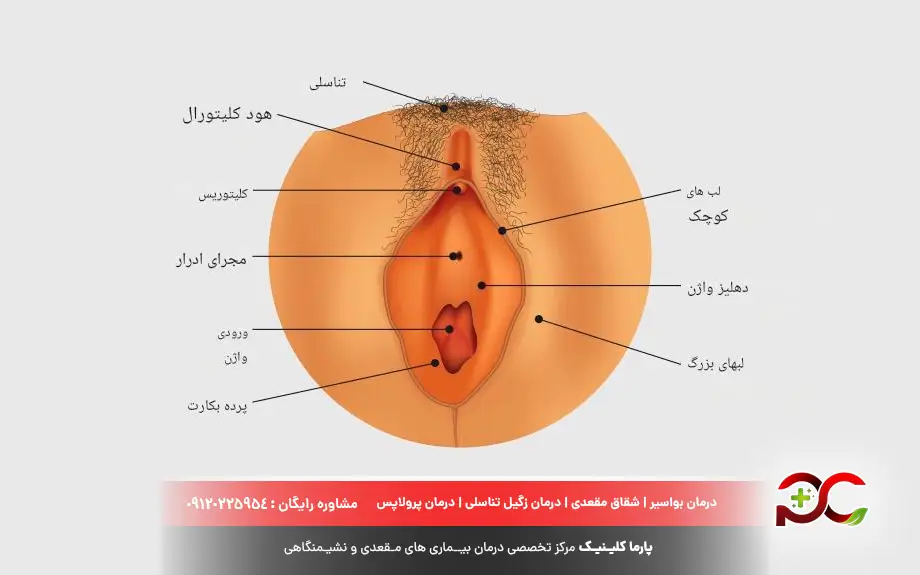 واژن چیست